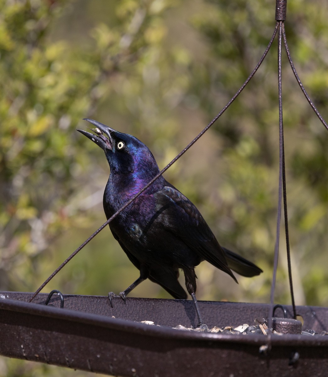 Common Grackle - ML646636080