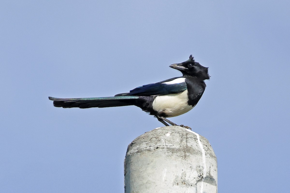 Orientelster - ML646636081