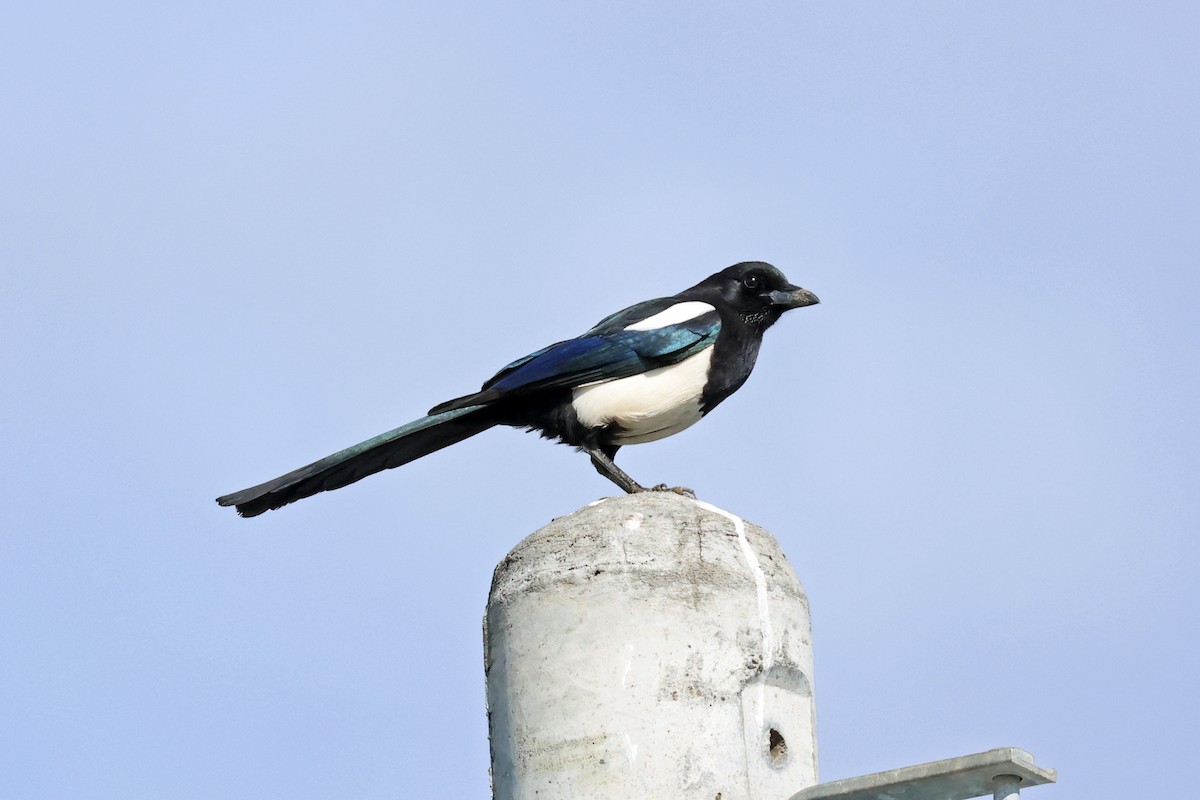 Orientelster - ML646636082