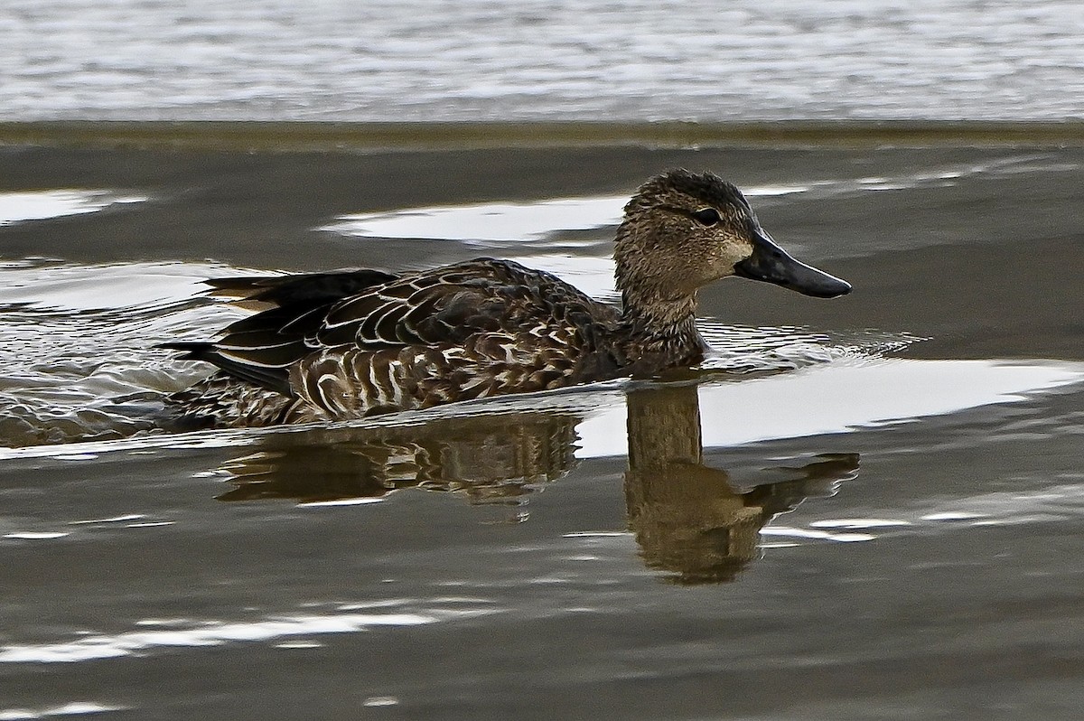 Blue-winged Teal - ML646636086