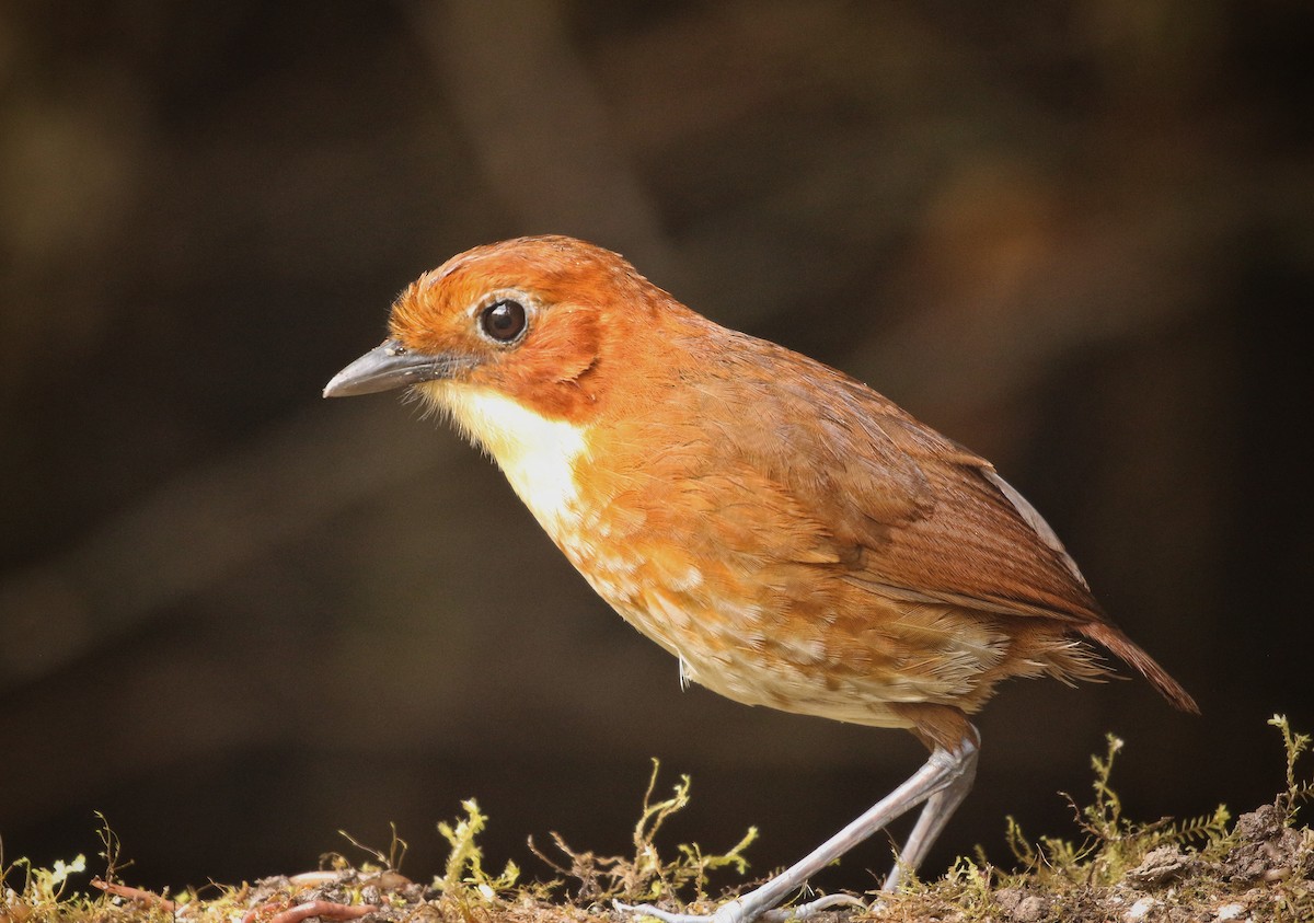 rødmaurpitta - ML646636087