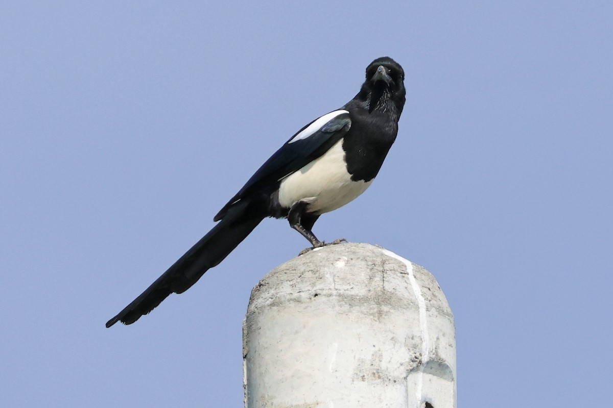 Orientelster - ML646636090