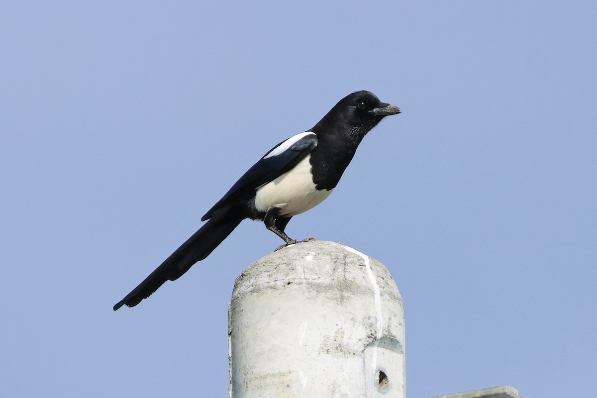 Orientelster - ML646636091