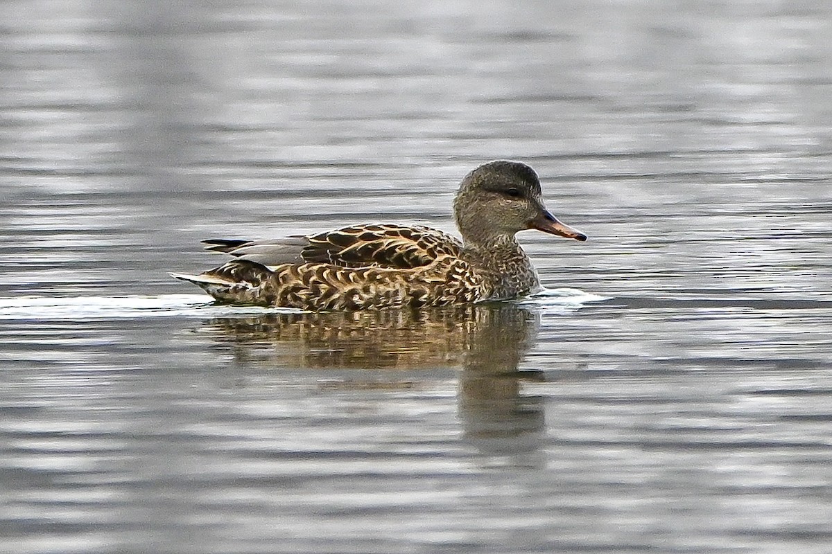 赤膀鴨 - ML646636093