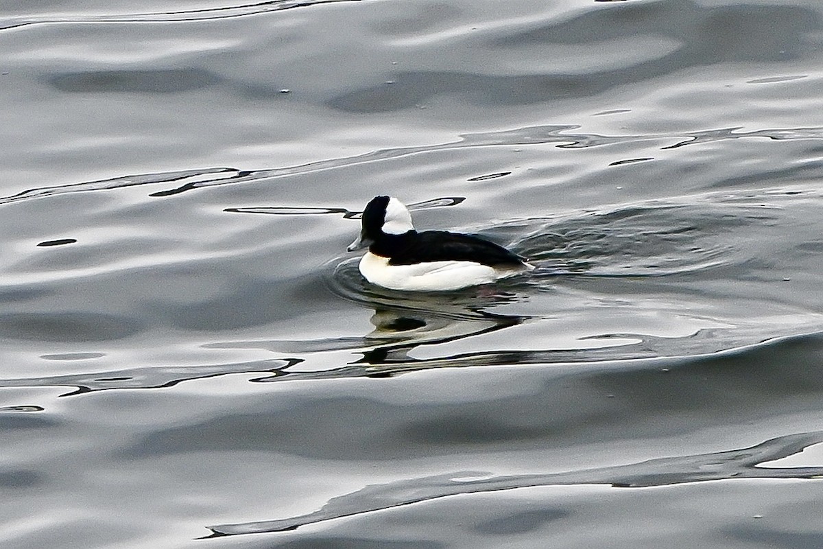 Bufflehead - ML646636096