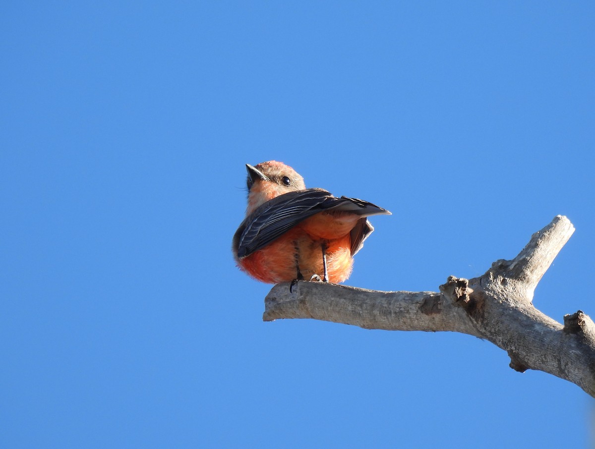 Vermilion Flycatcher - ML646636101