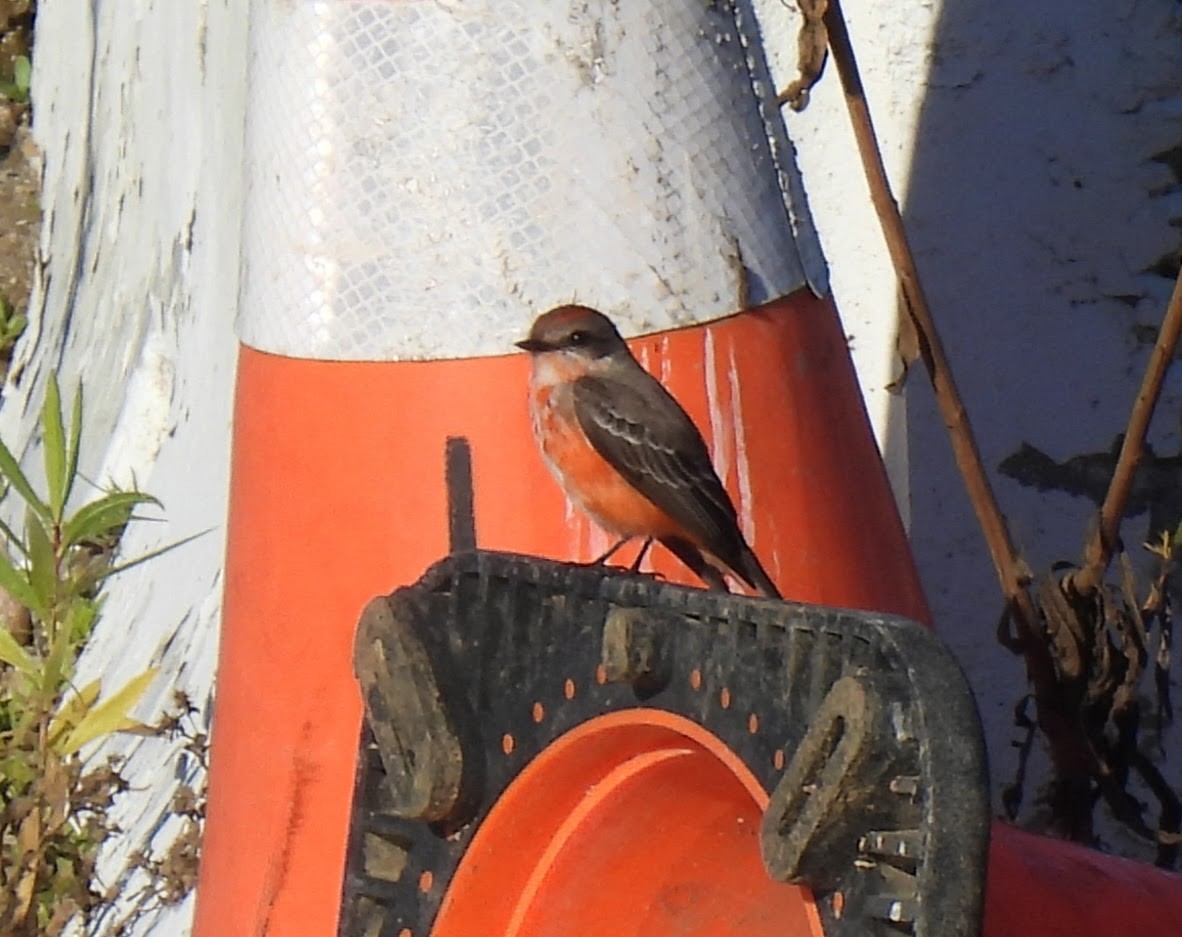 Vermilion Flycatcher - ML646636102