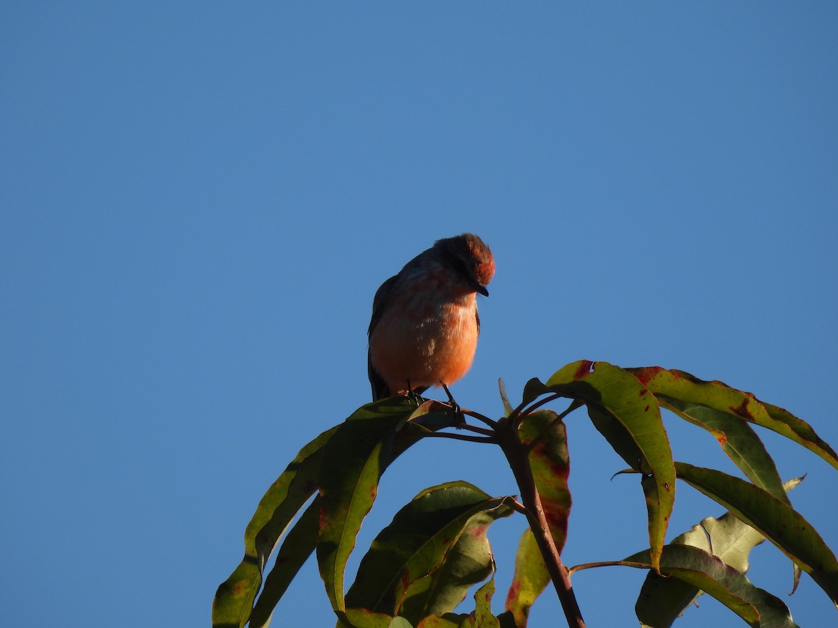 Vermilion Flycatcher - ML646636103