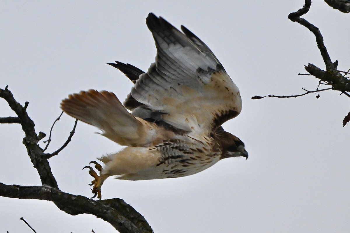 Red-tailed Hawk - ML646636105