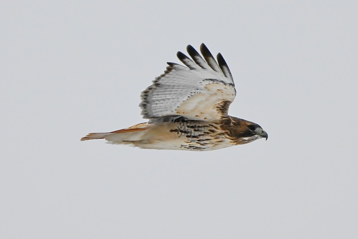 Red-tailed Hawk - ML646636106