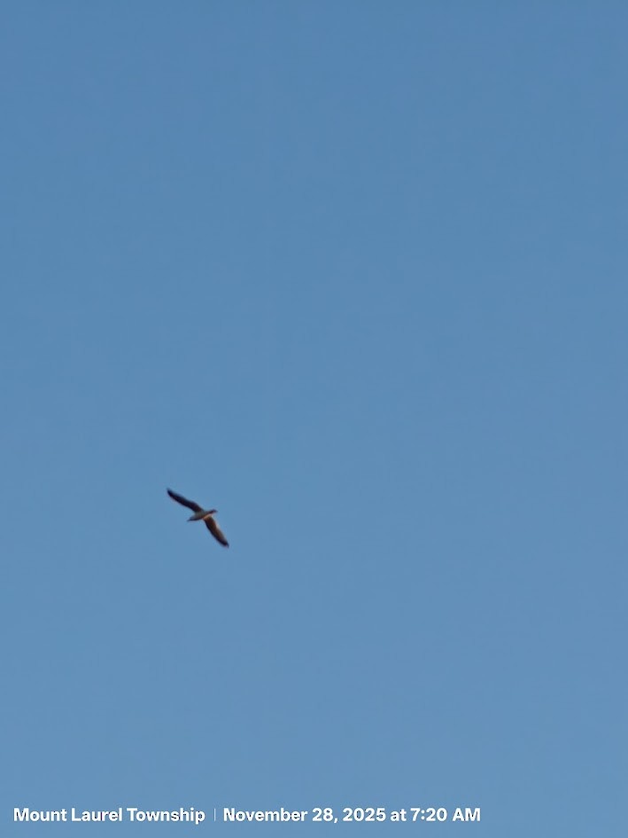 Делавэрская чайка - ML646636107