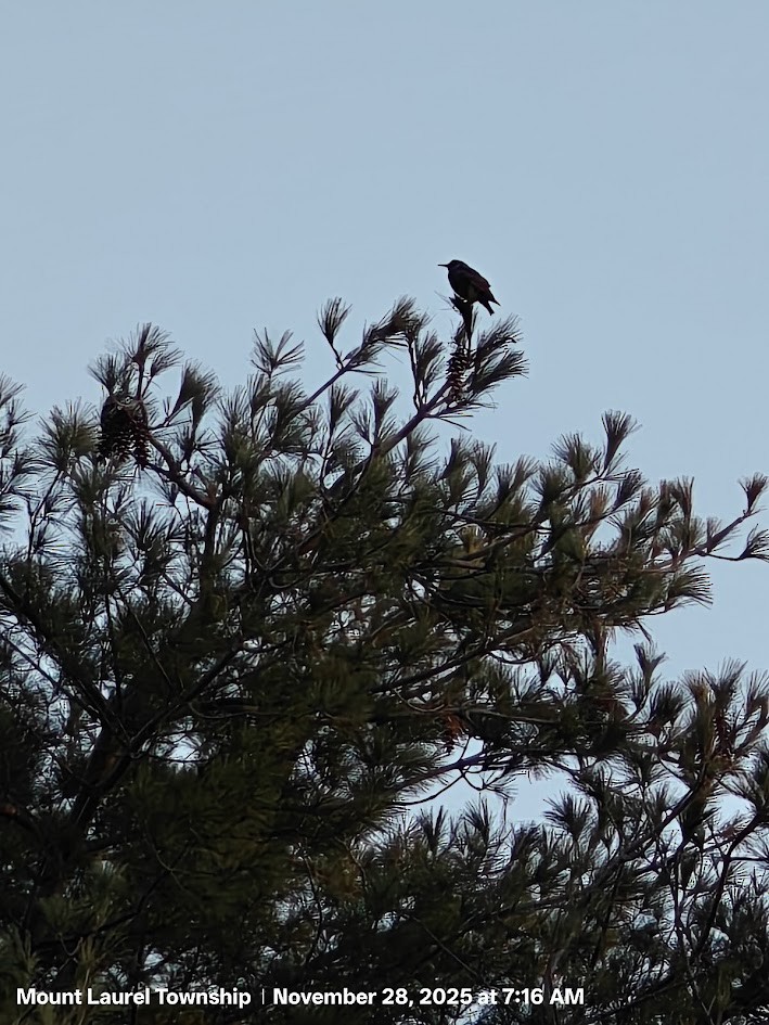 Обыкновенный скворец - ML646636109