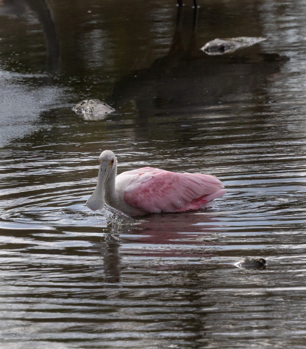Roseate Spoonbill - ML646636111