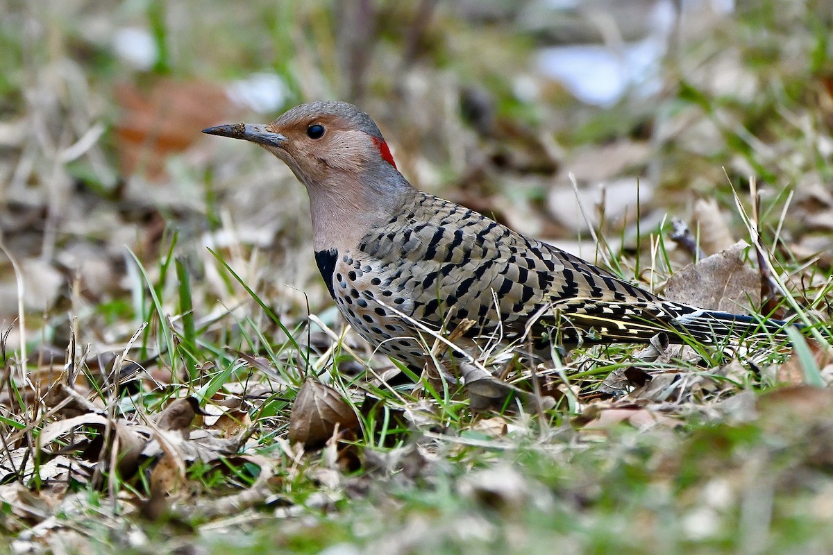 Northern Flicker - ML646636114