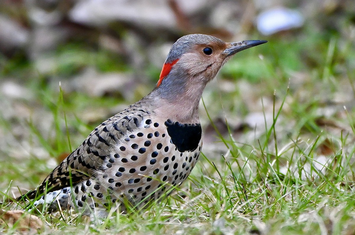 Northern Flicker - ML646636115
