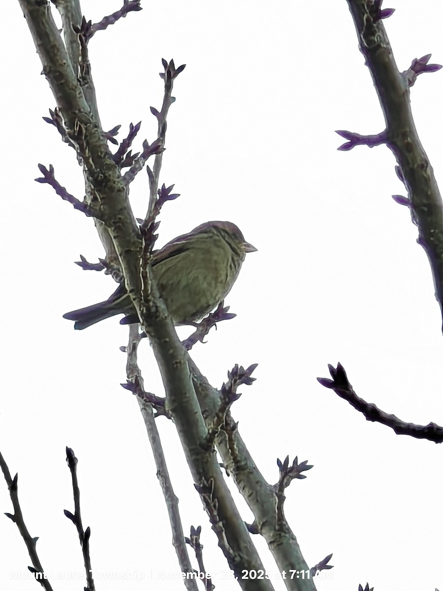 Домовый воробей - ML646636117