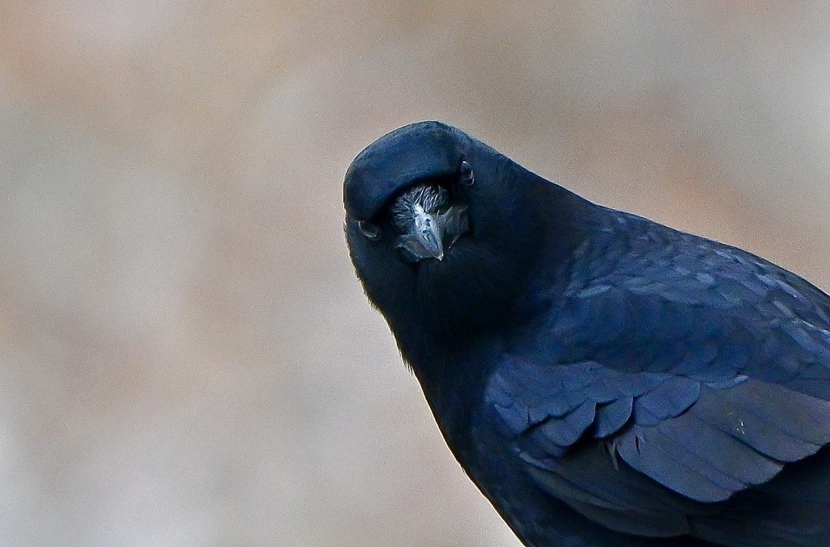 American Crow - ML646636118