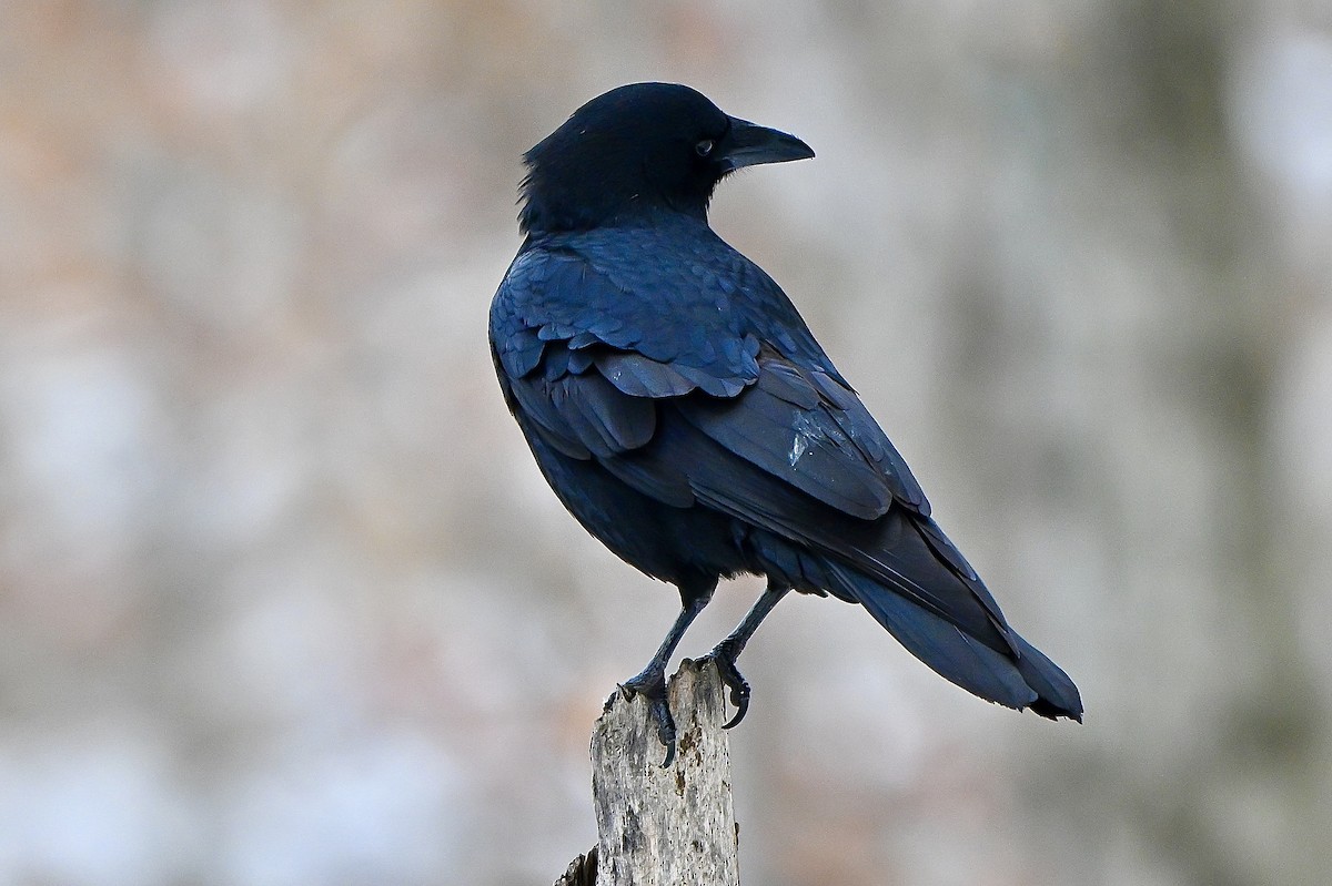 American Crow - ML646636119