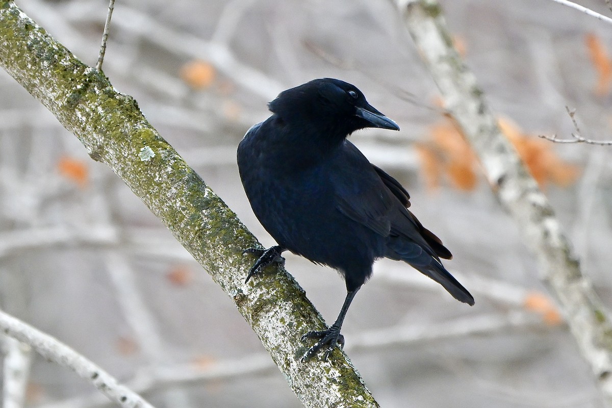 American Crow - ML646636120