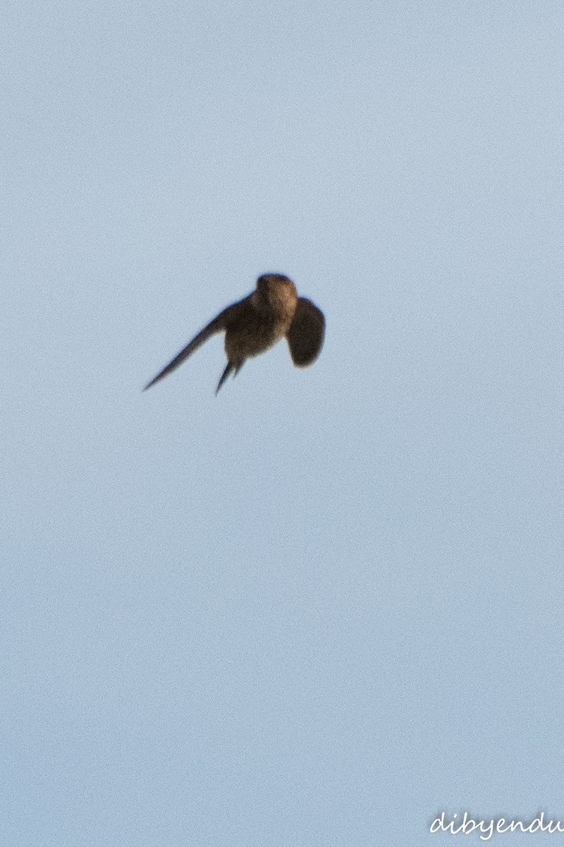 Dusky Crag-Martin - ML646636121