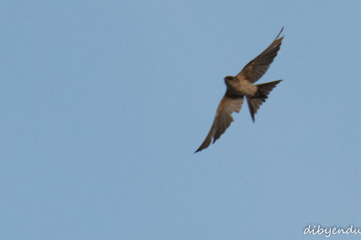 Dusky Crag-Martin - ML646636122
