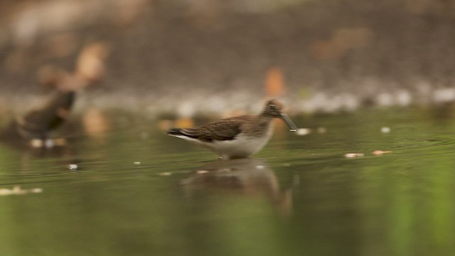 Solitary Sandpiper - ML646636123