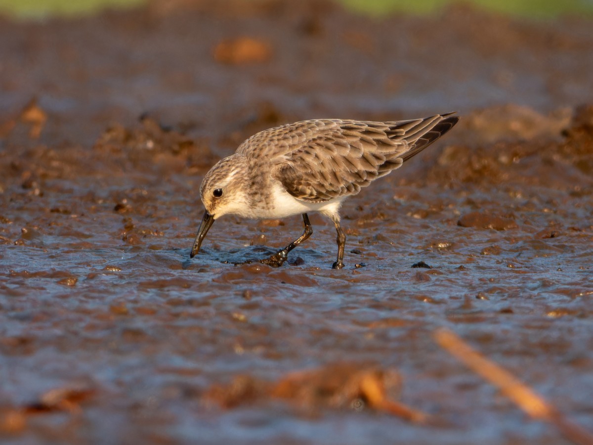 ヨーロッパトウネン - ML646636124