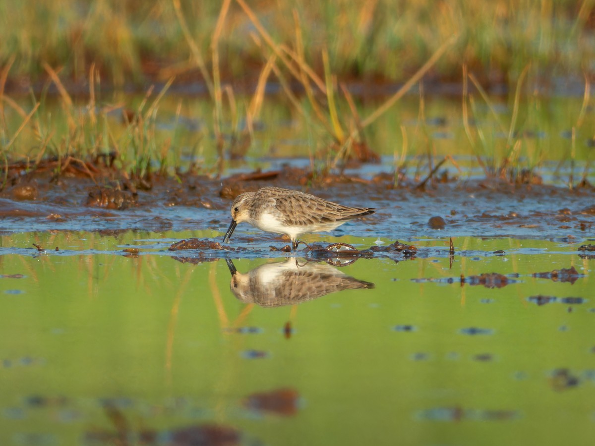 ヨーロッパトウネン - ML646636125