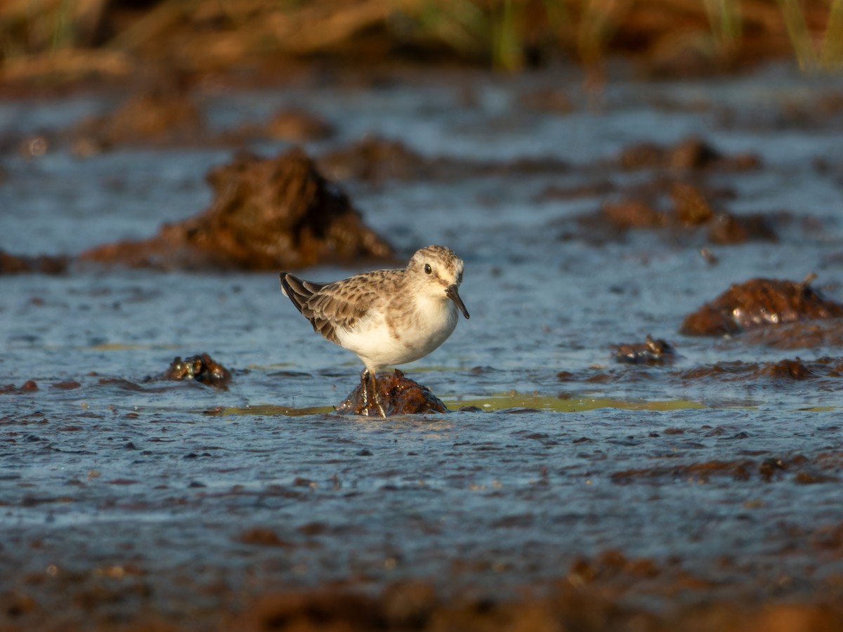 ヨーロッパトウネン - ML646636126