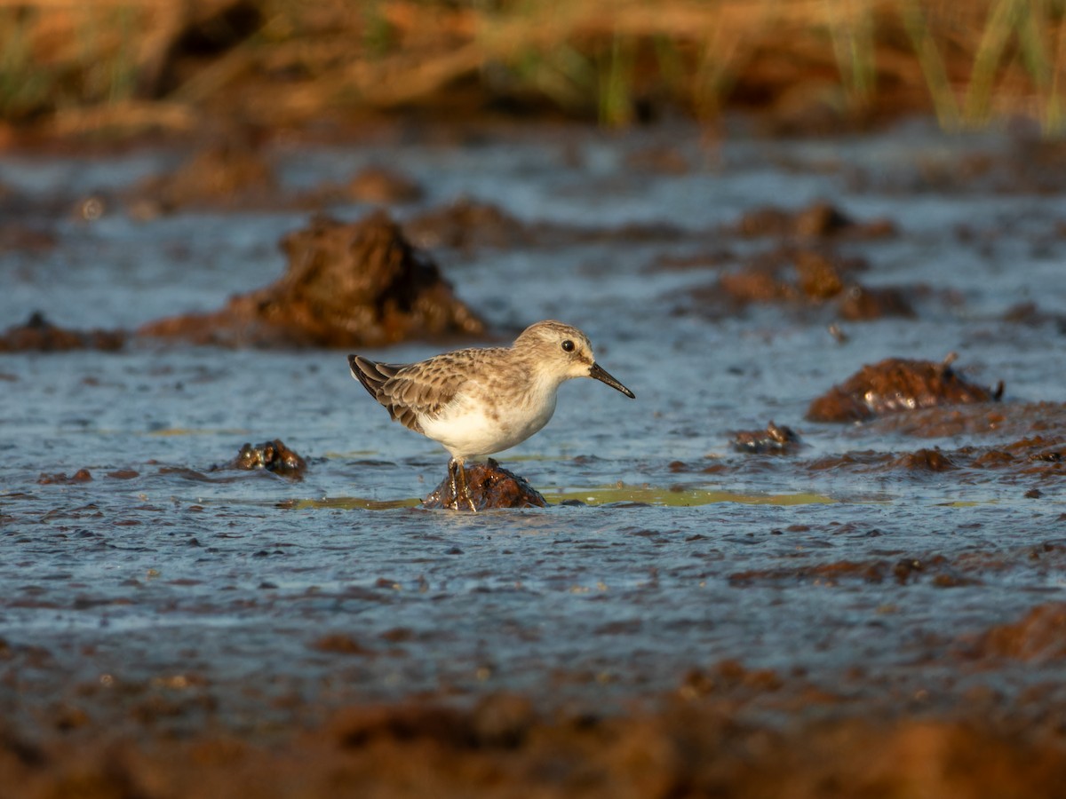 ヨーロッパトウネン - ML646636127