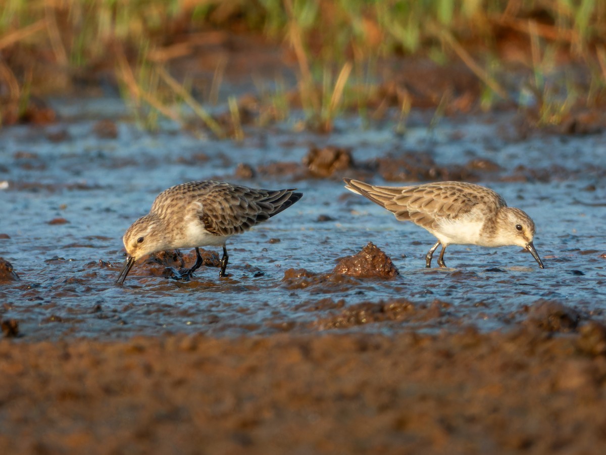 ヨーロッパトウネン - ML646636128