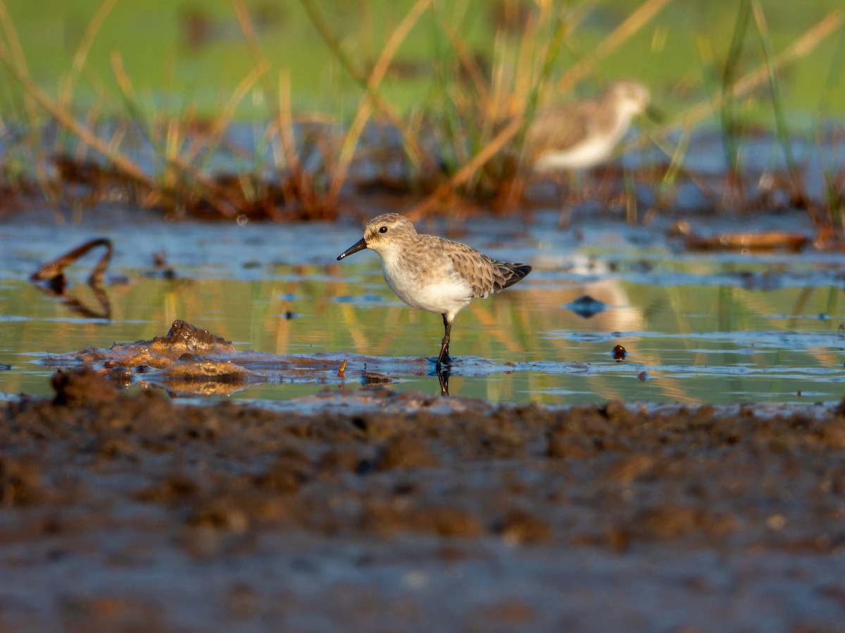 ヨーロッパトウネン - ML646636129