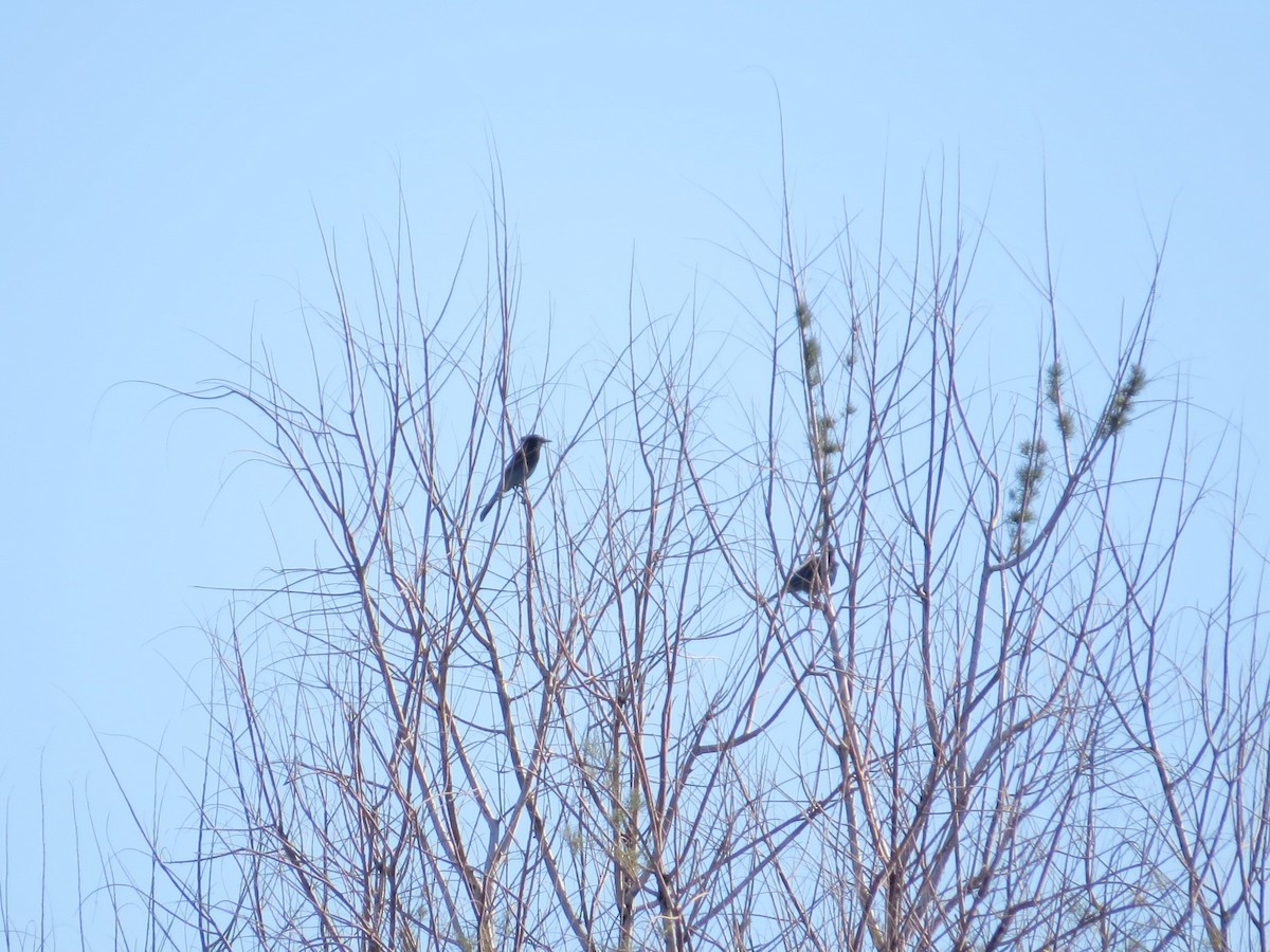 Steller's Jay - ML646636130