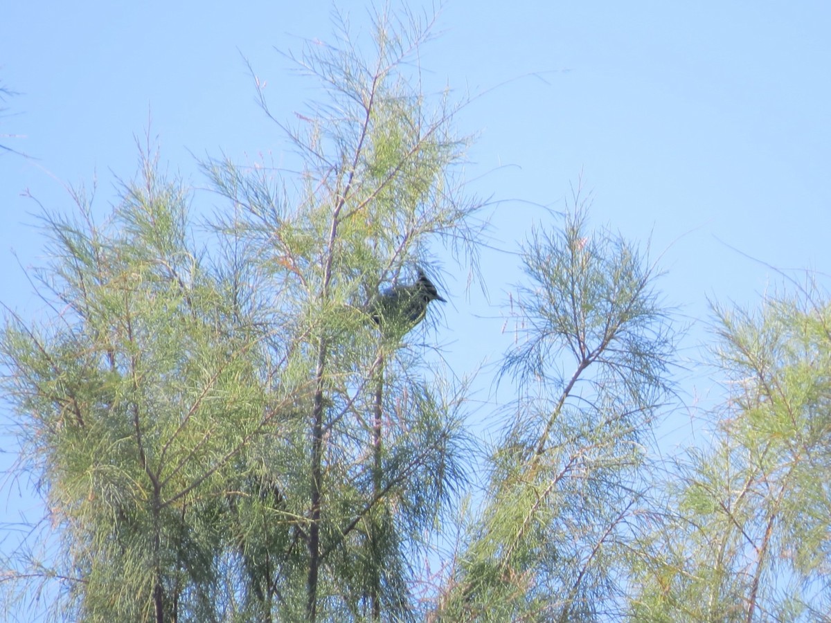 Steller's Jay - ML646636131