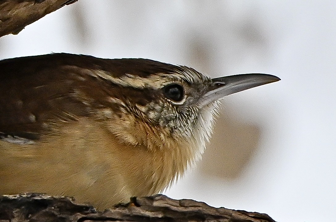 Carolina Wren - ML646636132