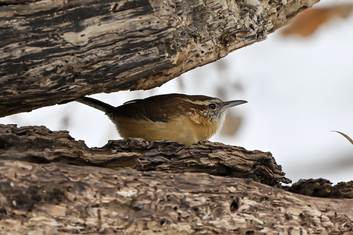 Carolina Wren - ML646636133