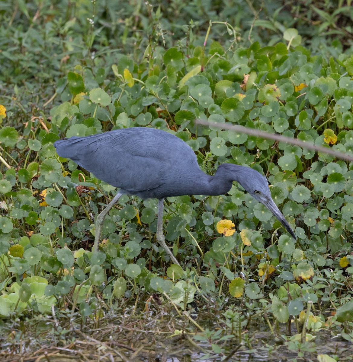 Little Blue Heron - ML646636134