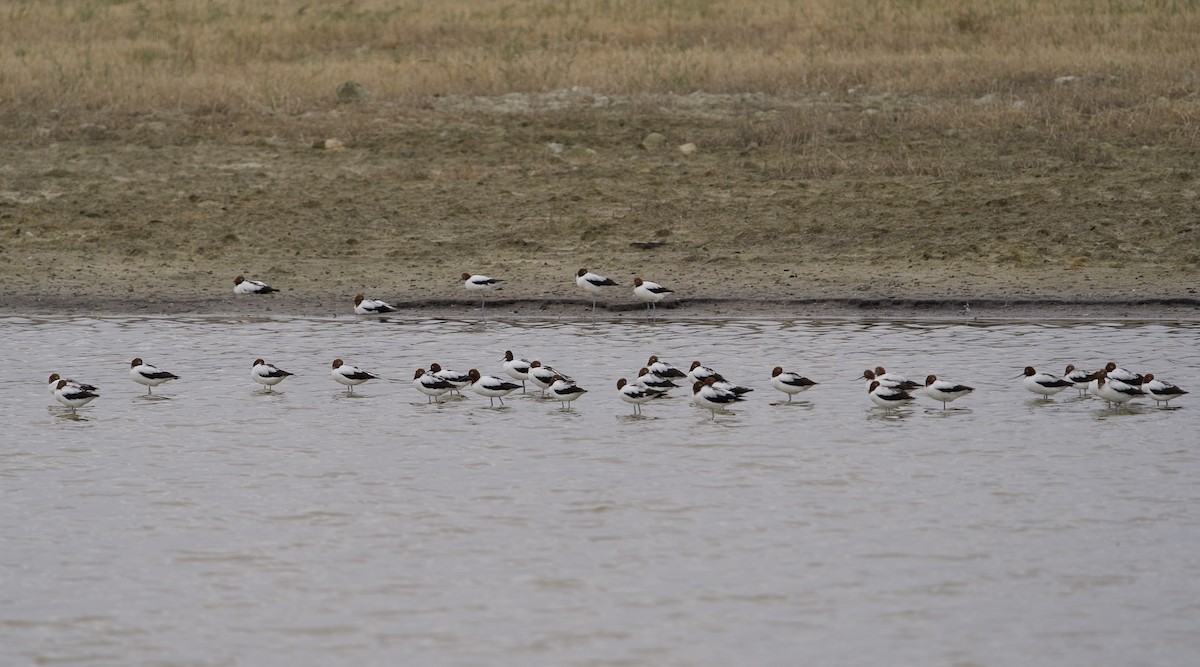 Red-necked Avocet - ML646636135