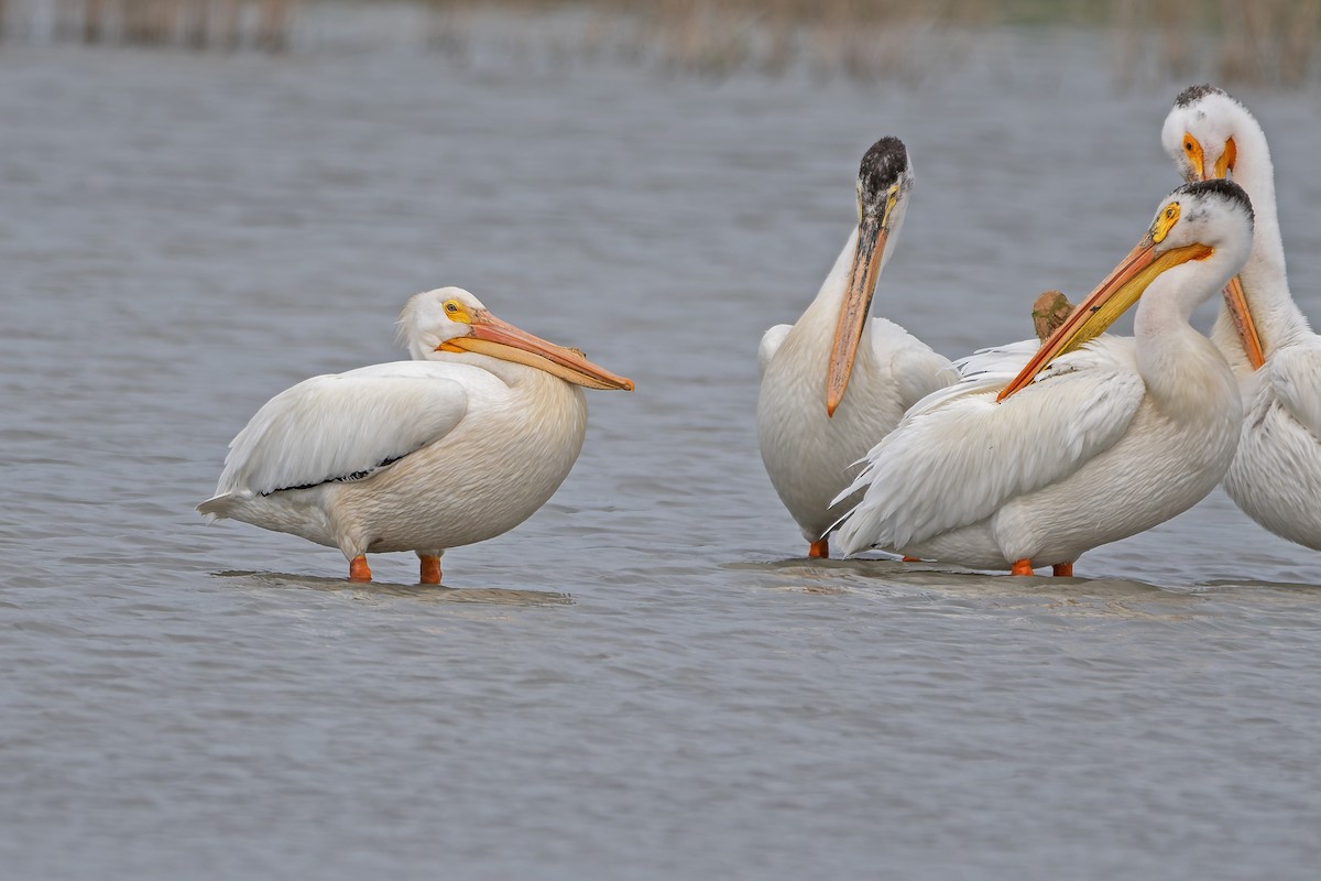 Pélican d'Amérique - ML646636137