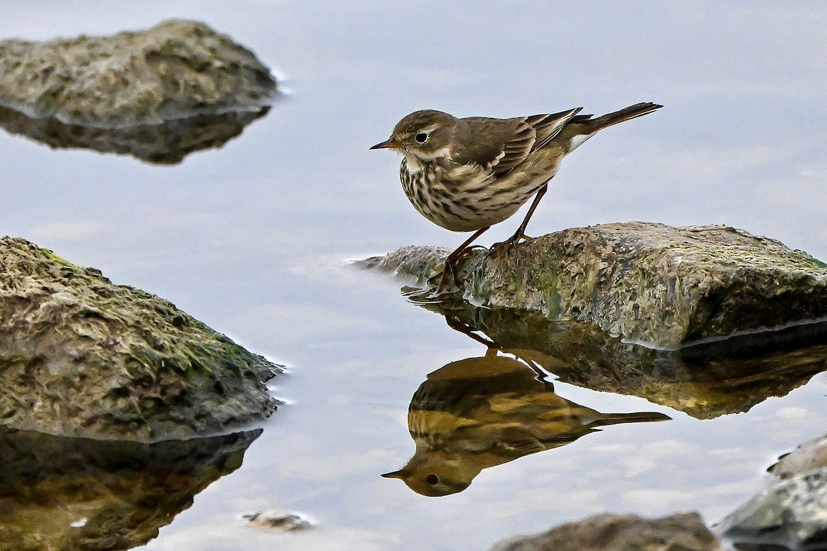 American Pipit - ML646636138