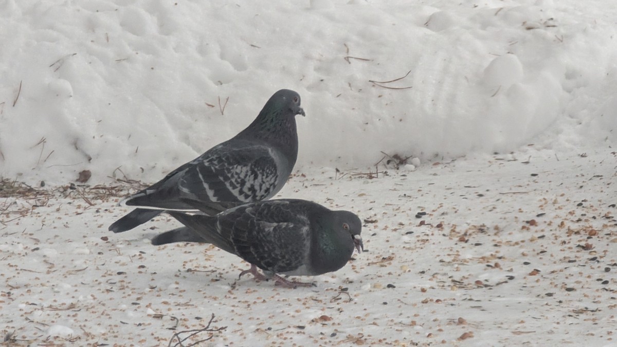 Kaya Güvercini (evcil tip) - ML646636140