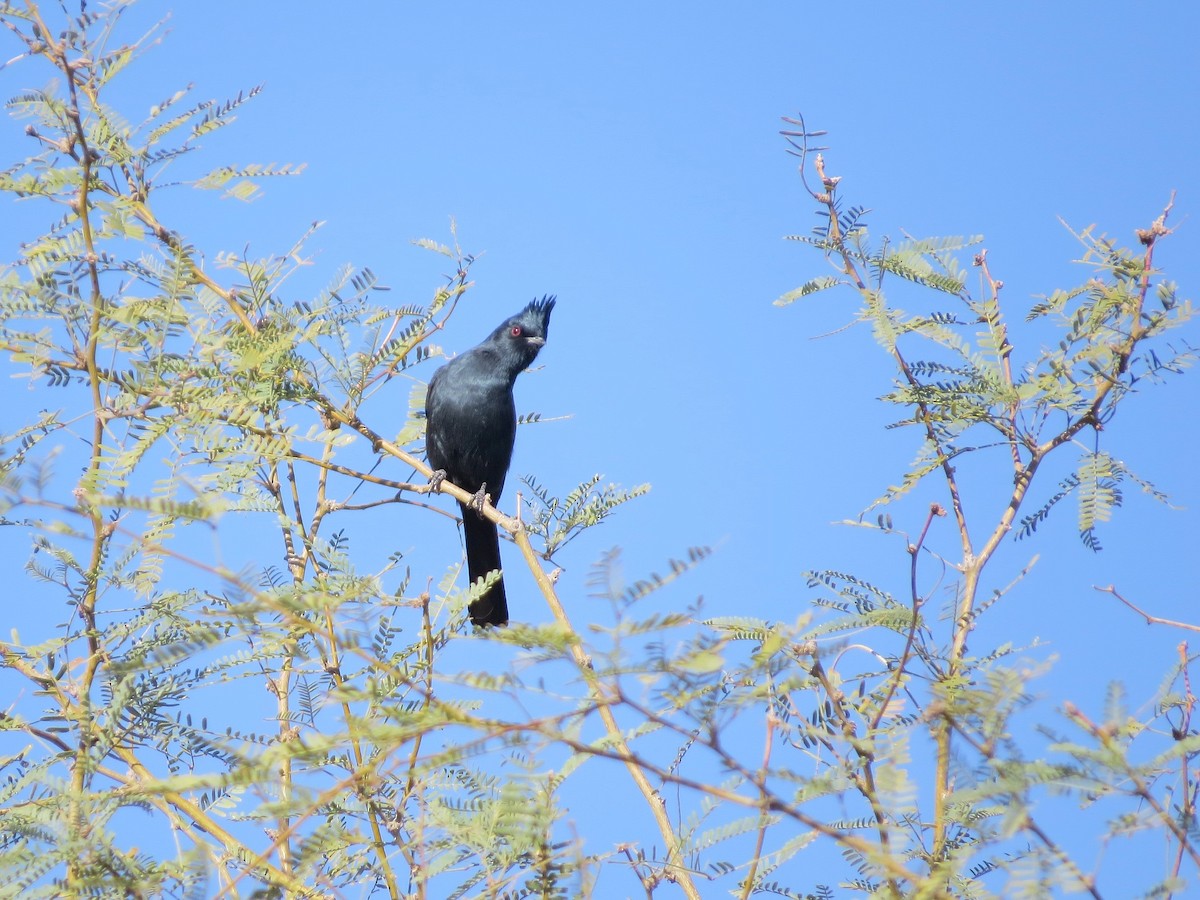 Phainopepla - ML646636141