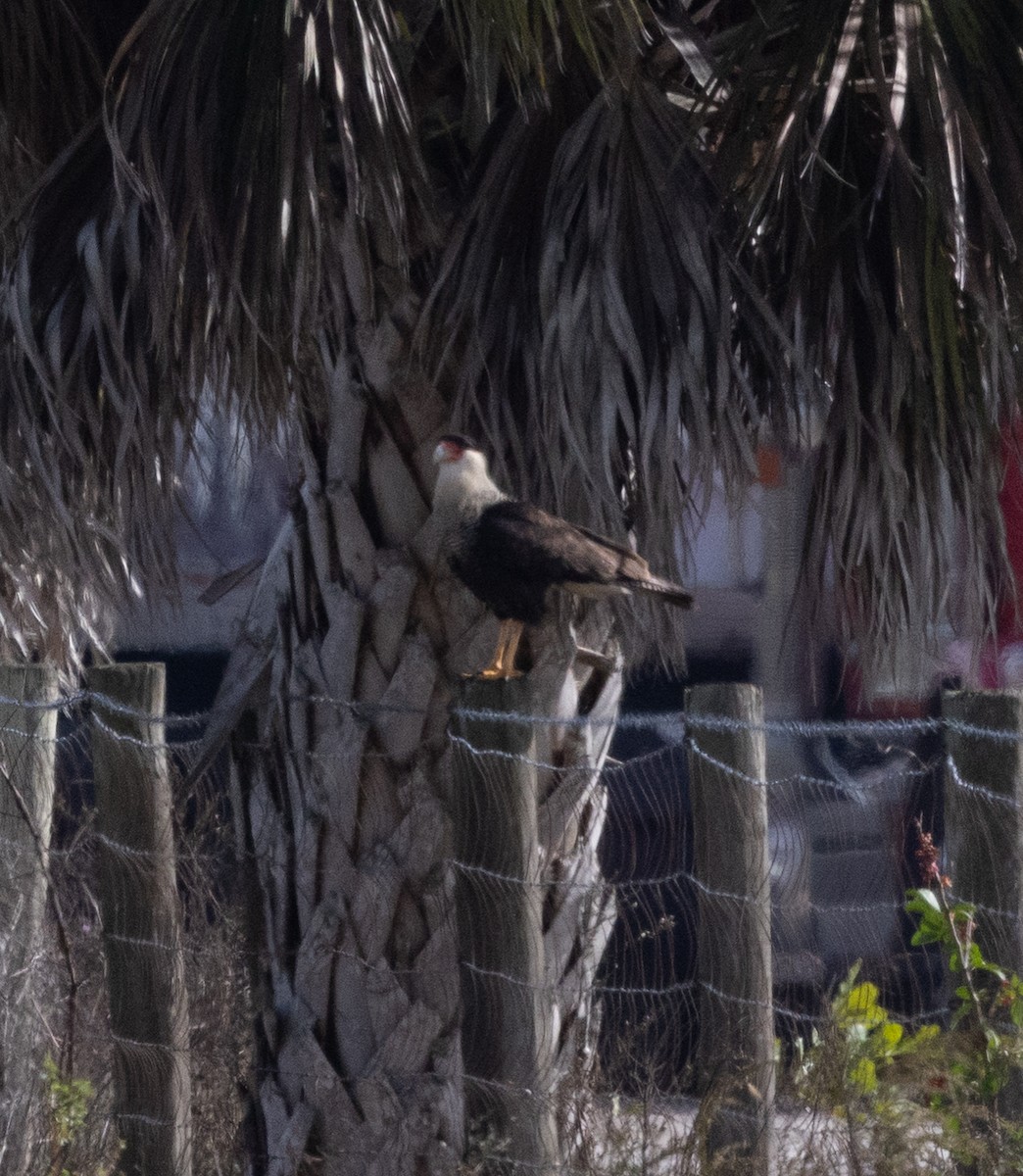 Crested Caracara - ML646636142