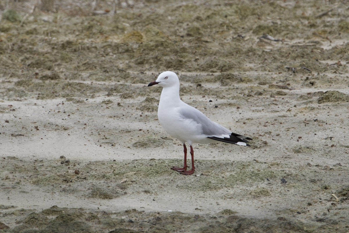 Silver Gull - ML646636147