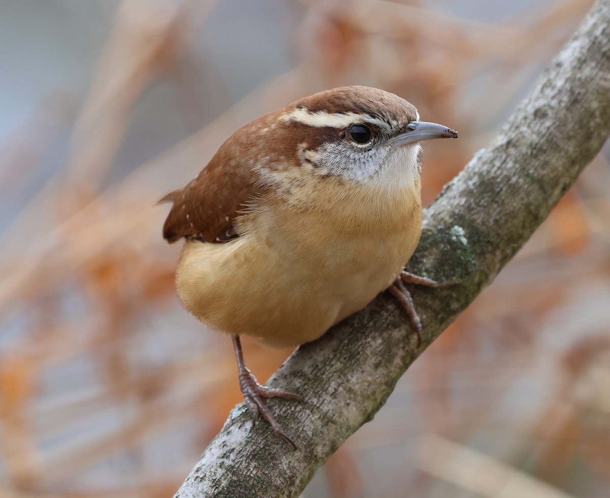 Carolina Wren - ML646636149