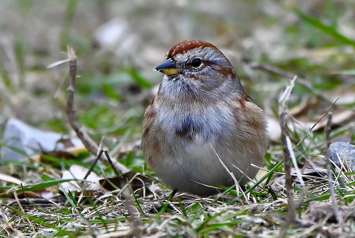 American Tree Sparrow - ML646636150