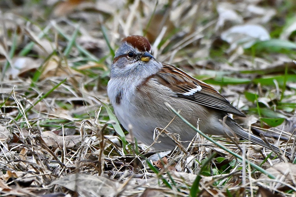 American Tree Sparrow - ML646636151