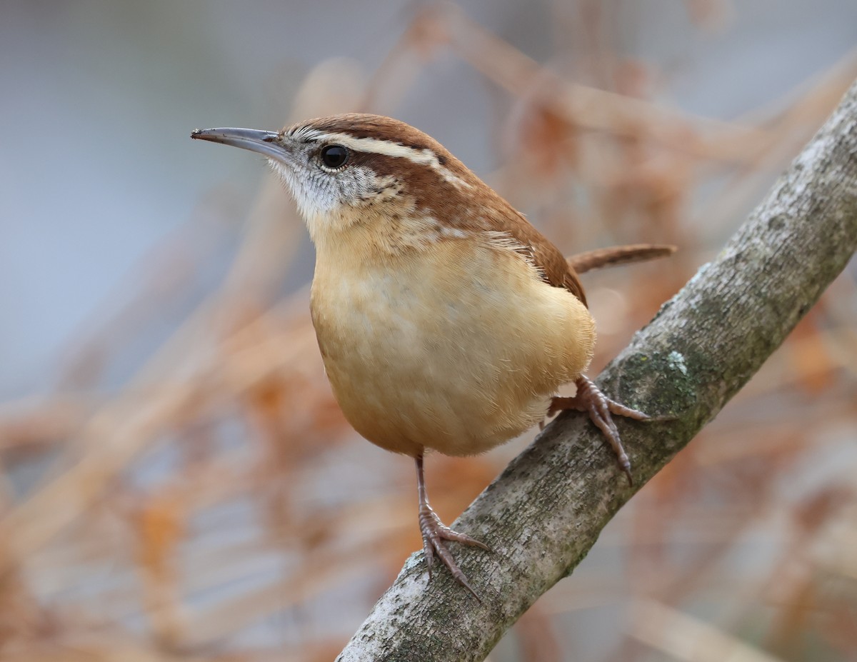 Carolina Wren - ML646636152