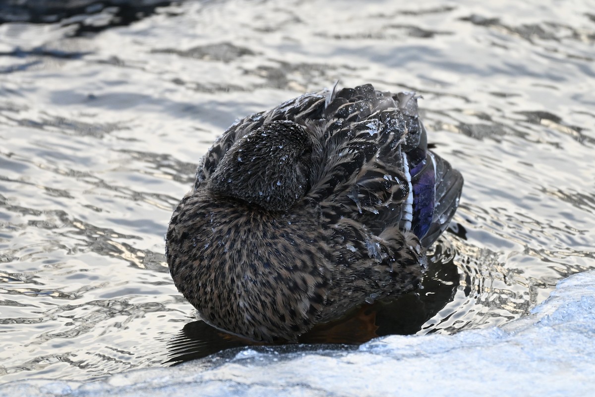 Mallard - ML646636153