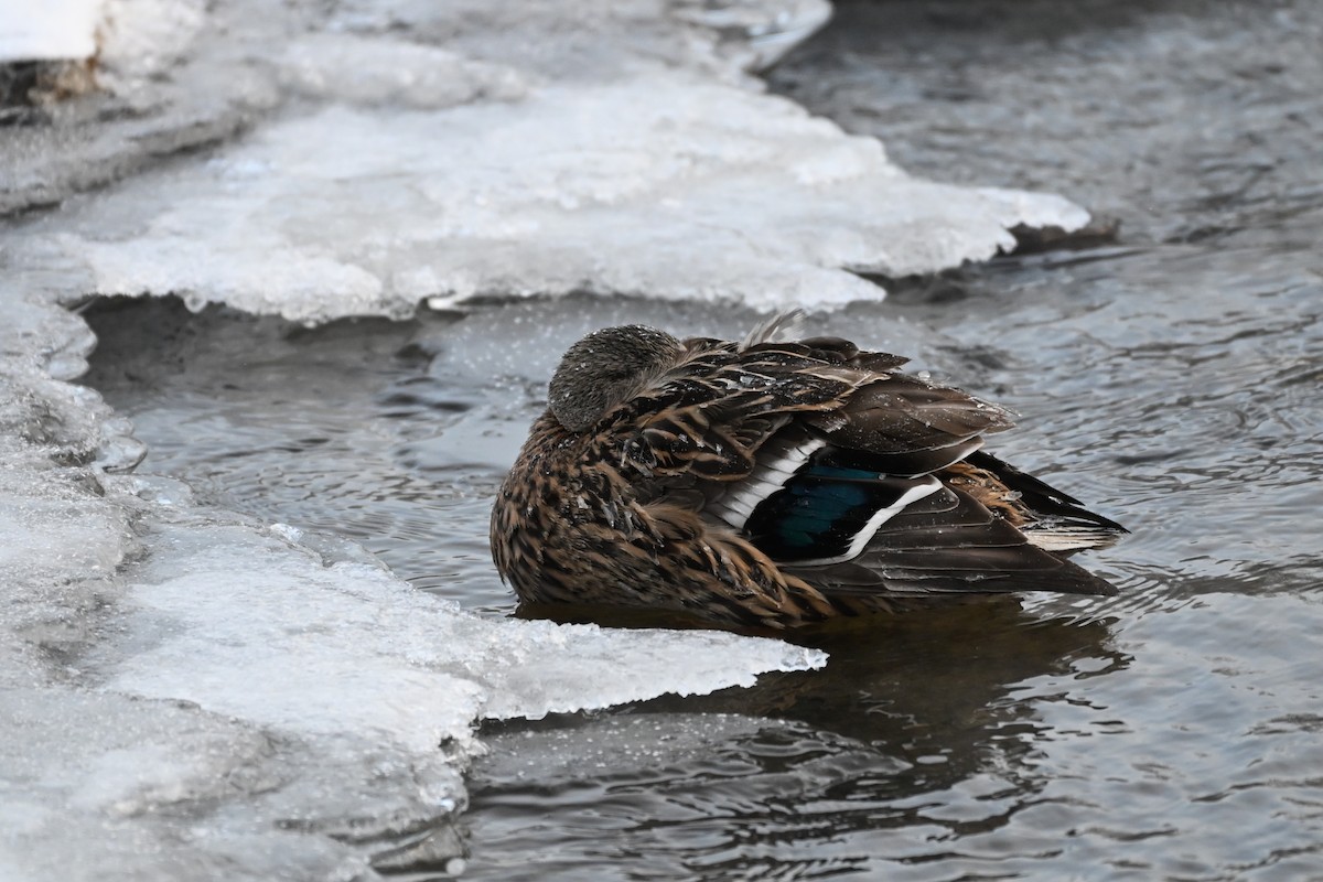 Mallard - ML646636154